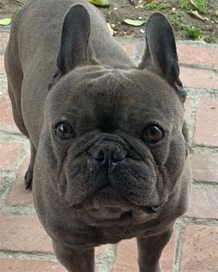 Dave Scott (Choreographer) Pets - Celebrity Pets