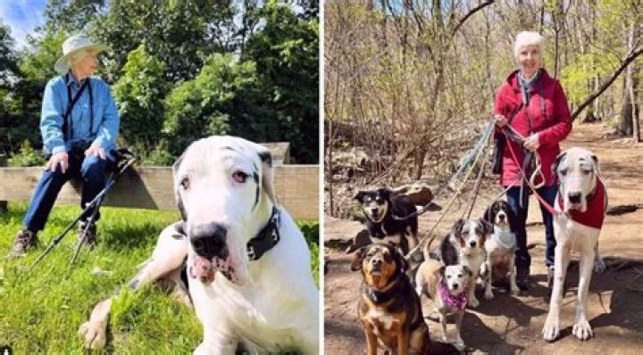 Kernel, the Great Dane Therapy Dog, Went Viral for Adopting a Grandma