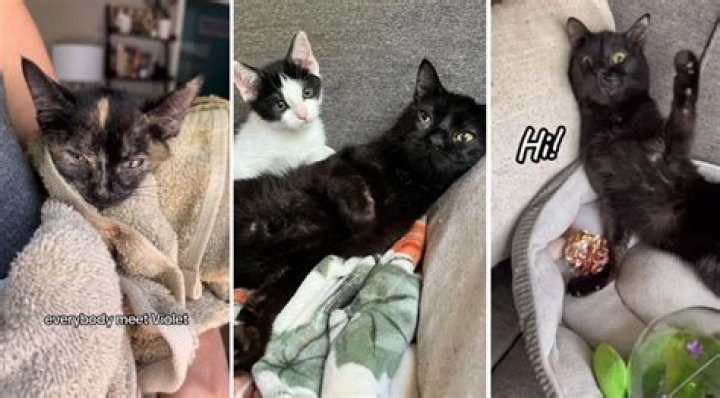Willy Wonky the Wobbly Feline Is Inspiring His Millions of Fans To Adopt Special Needs Cats